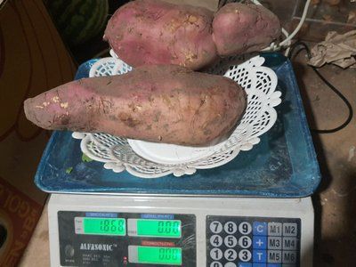 Батат натуральный BATAT-1000 фото